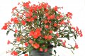 EUPHORBIA geroldii. Euphorbiaceae. 0.5-0.8m